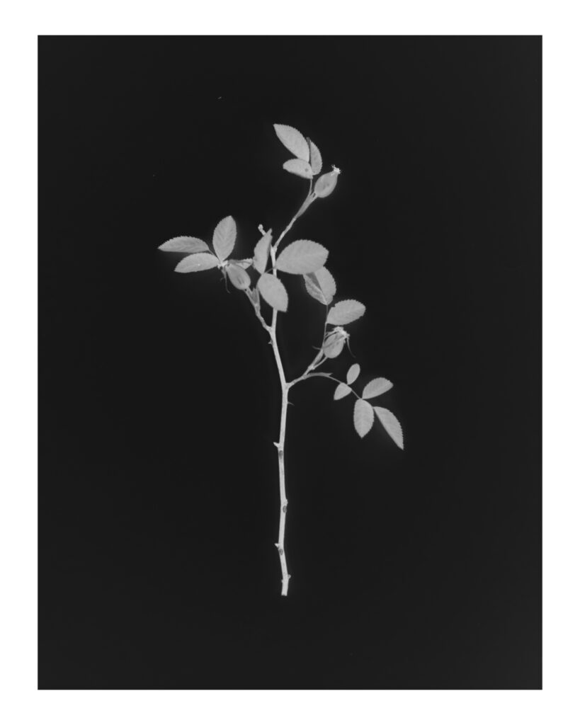 ___Eecho-vivi